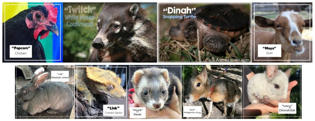 Multiple pictures of animals